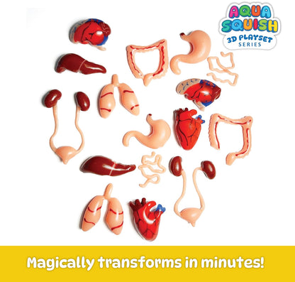 DIY Science Human Organs Aqua Squish Kit - Multicolour