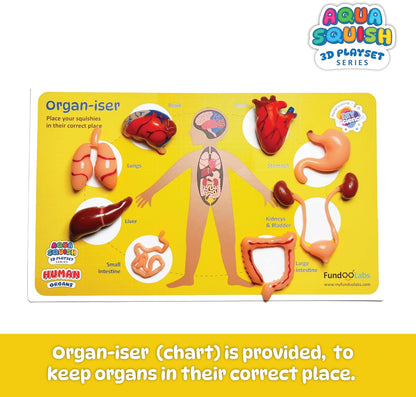 DIY Science Human Organs Aqua Squish Kit - Multicolour