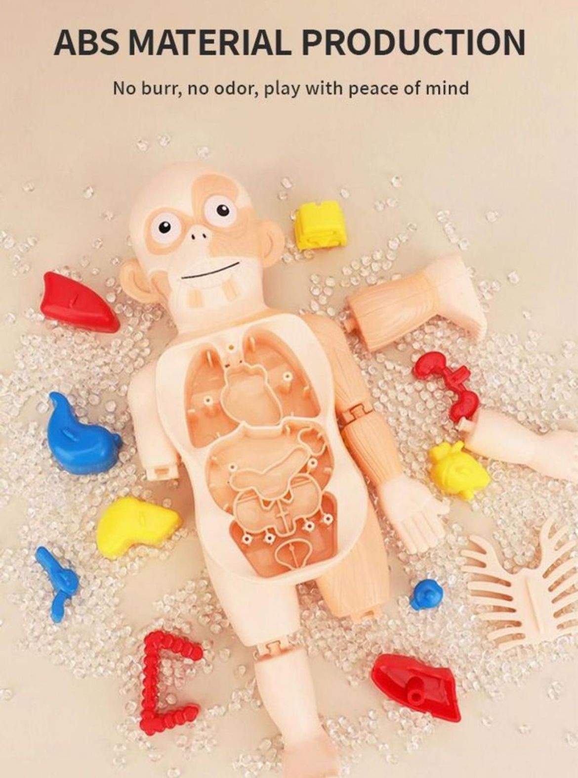 3D Model Human Body Educational Toys for Kids