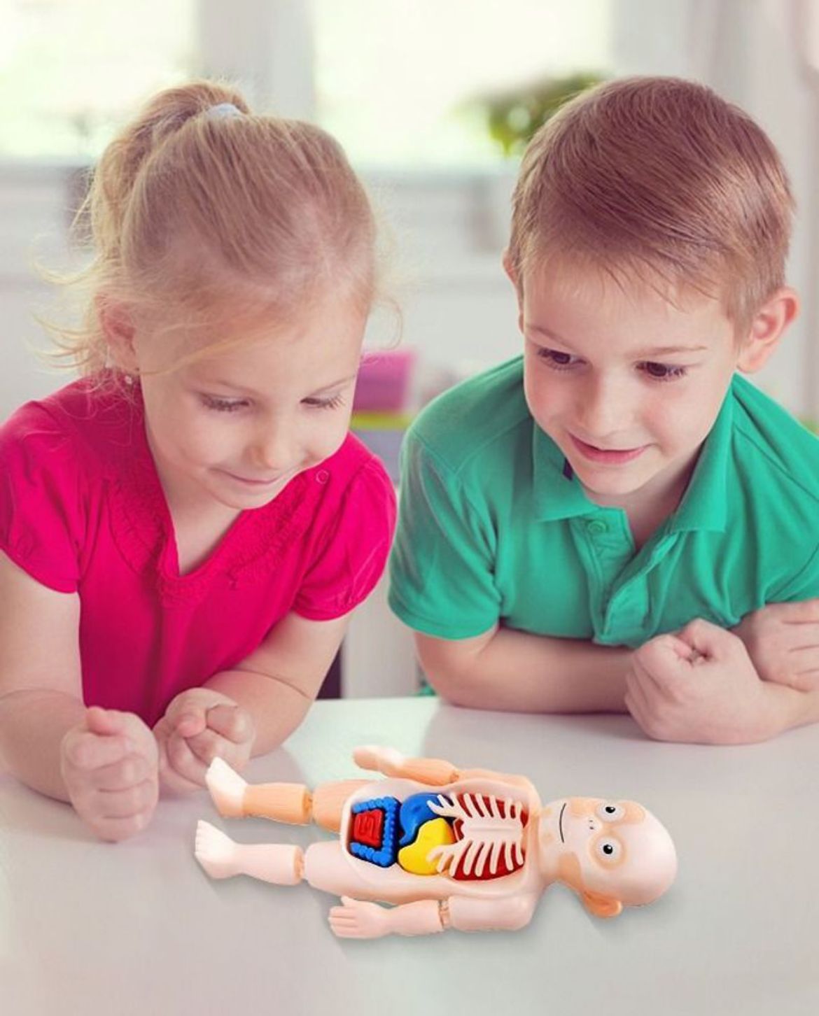 3D Model Human Body Educational Toys for Kids
